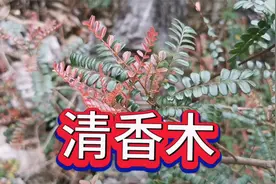 姑娘们用来做香包的红芽清香木，因有驱蚊作用，备受盆栽朋友喜爱视频封面