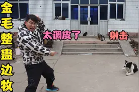 金毛趁小亮没在家，竟整蛊边牧，用玩具枪打的边牧和小狗满院子跑视频封面