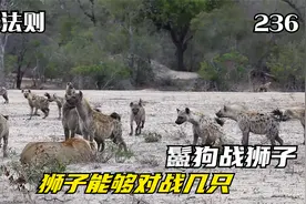 一头狮子能对战几只鬣狗，有雌性鬣狗带头，雌狮的战斗力不敢恭维视频封面