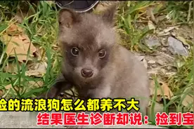 路边捡到流浪小狗，都几个月却养不大，医生诊断直呼捡到宝了！视频封面