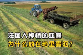 亚麻都快没人种植了，为什么法国还要大量种植？露沤又有什么用？视频封面
