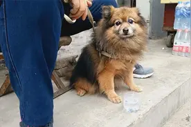 12岁博美，却是老了视频封面