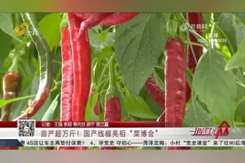寿光菜博会亮点纷呈，国产线椒色泽亮丽、抗病性强，可亩产超万斤视频封面