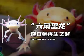“六角恐龙”钝口螈再生之谜视频封面