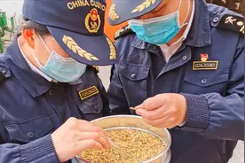我国取消9万吨美豆订单，美大批种子被查出问题，美：和预期不同视频封面