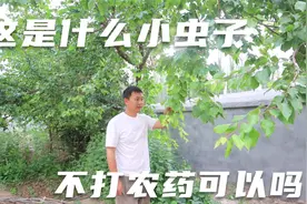 小院的果树几天没注意，叶子爬满了小虫子，这可如何是好视频封面