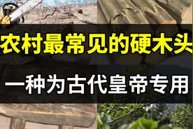 农村最常见的硬木头，一种在古代为皇家专用，却被很多人忽视！视频封面
