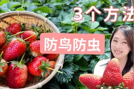 有机草莓种植：3种防虫防鸟的方法视频封面