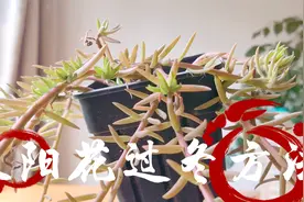 太阳花加个“保护罩”，零下5度冻不死，春天又能枝繁叶茂视频封面