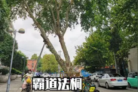 1936年汉中，从南京引进100棵法国梧桐树，80年后长成最霸道的树视频封面