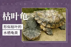 枯叶龟——形似枯叶的水栖龟类视频封面
