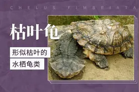 枯叶龟——形似枯叶的水栖龟类视频封面