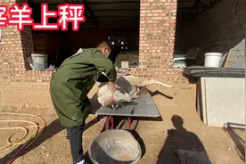 内蒙羊贩子给朋友宰羊，选中一只100多斤公羔，看看能出多少斤肉视频封面