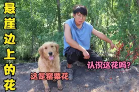 一种长在悬崖边上的花，这么漂亮金毛却说有毒，你们认识这啥花吗视频封面