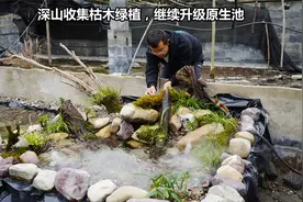 深山收集的原生枯木和绿植，放进全是鹅卵石的原生池，效果很惊艳视频封面