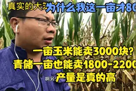 一亩玉米能卖3000块？青储一亩也能卖1800-2200块，产量是真的高视频封面
