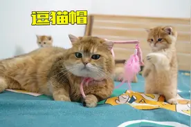 全自动逗猫帽，每只小猫咪都值得拥有！视频封面