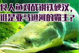 巨骨舌鱼为什么是钢铁硬汉，它与食人鱼对决，到底谁能赢？视频封面