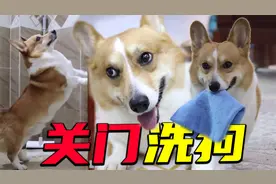 狗狗成精了， 进厕所洗个澡而已，狗子竟然还懂得关门再洗？视频封面