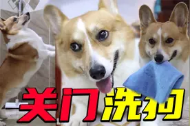 狗狗成精了， 进厕所洗个澡而已，狗子竟然还懂得关门再洗？视频封面