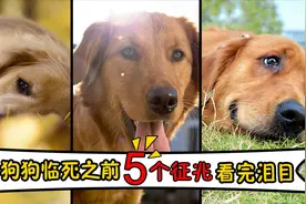 狗狗临终之前的5个征兆，看完泪目！视频封面