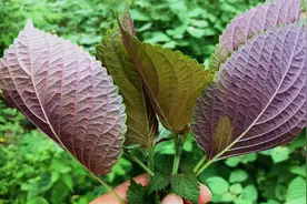 紫苏别称“桂荏”价值高，到底有啥妙用？看完视频终于弄明白了视频封面