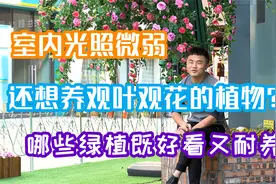 这几种绿植买回家，颜值高还好养。室内弱光易养绿植推荐。视频封面