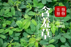 含羞草：叶如其名，害羞的它不光能预测天气，还能预测地质灾害？视频封面