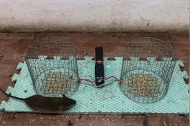 不愁抓老鼠，自制电击捕鼠神器，瞬间电晕老鼠，制作简单详细教程视频封面