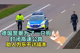 疯狂的德国警察到底有多拼 封闭整条高速公路 只为一只流浪狗视频封面