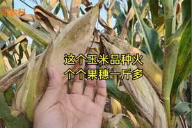 今年最火的这个玉米品种，个个果穗一斤多，适合哪里种植视频封面