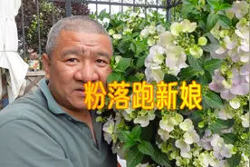勤花藤本绣球：粉色落跑新娘，沦为“平民”的优良绣球品种视频封面