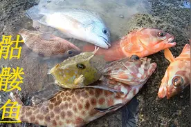 傍晚时分稀奇古怪的海货真多，可爱的骷髅鱼，红色的鸳鸯斑抓不停视频封面