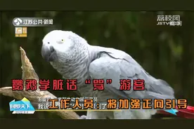 动物园鹦鹉学脏话“骂”游客，工作人员：将加强正向引导视频封面