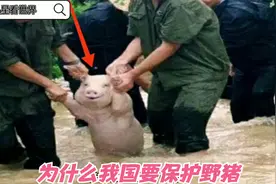 为什么我国，要保护野猪视频封面