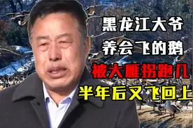 黑龙江大爷养会飞的鹅，被大雁拐跑几千只，半年后又飞回上万只视频封面