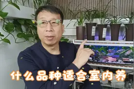 什么样的环境适合养兰花？视频封面