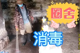 现在到处非瘟闹得凶，圈舍要勤消毒，用这种消毒液效果好视频封面
