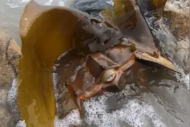 渔民收海带小妹随便捡，目睹猛浪打上来古老生物，害羞的缩成一团视频封面