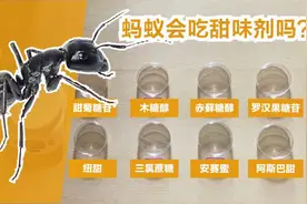 【蚂蚁实验】蚂蚁什么甜食都吃吗，会吃人工甜味剂吗？