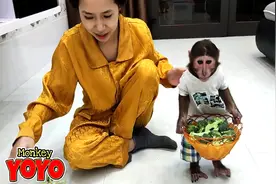 养这只猴子不亏，小猴能给自己弄饭了，真厉害！视频封面