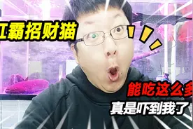 50公分长的缸霸招财猫，一口气吃掉这么多肉，没钱谁还敢养这玩意视频封面