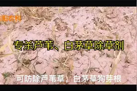 芦苇、白茅、狗牙根等杂草危害严重，专家教你如何根除视频封面