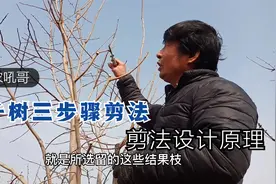 吼哥柿子树修剪三步骤剪法设计原理，给柿子树修剪指明了大的方向视频封面