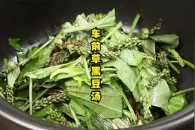 车前草搭配黑豆真棒，教你老一辈传统做法，解决了老人的烦恼视频封面