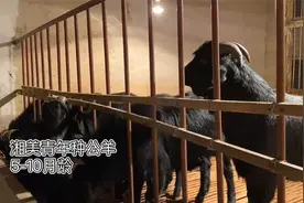 努比亚黑山羊,黑山羊养殖基地,湘美黑山羊,种公羊,6-12月龄公羊视频封面
