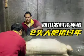四川农村杀年猪，大妈杀2头大肥猪过年太土豪，粮食猪肉有啥不同视频封面