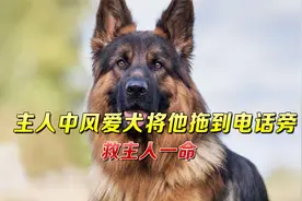 忠犬报恩，主人中风时救援犬将他拖到电话旁，救了主人一命视频封面