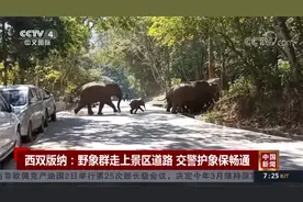西双版纳：野象群走上景区道路 交警护象保畅通视频封面