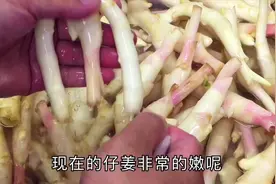 爱吃仔姜的有福了，学会客家这种特色腌法，比买的好吃视频封面